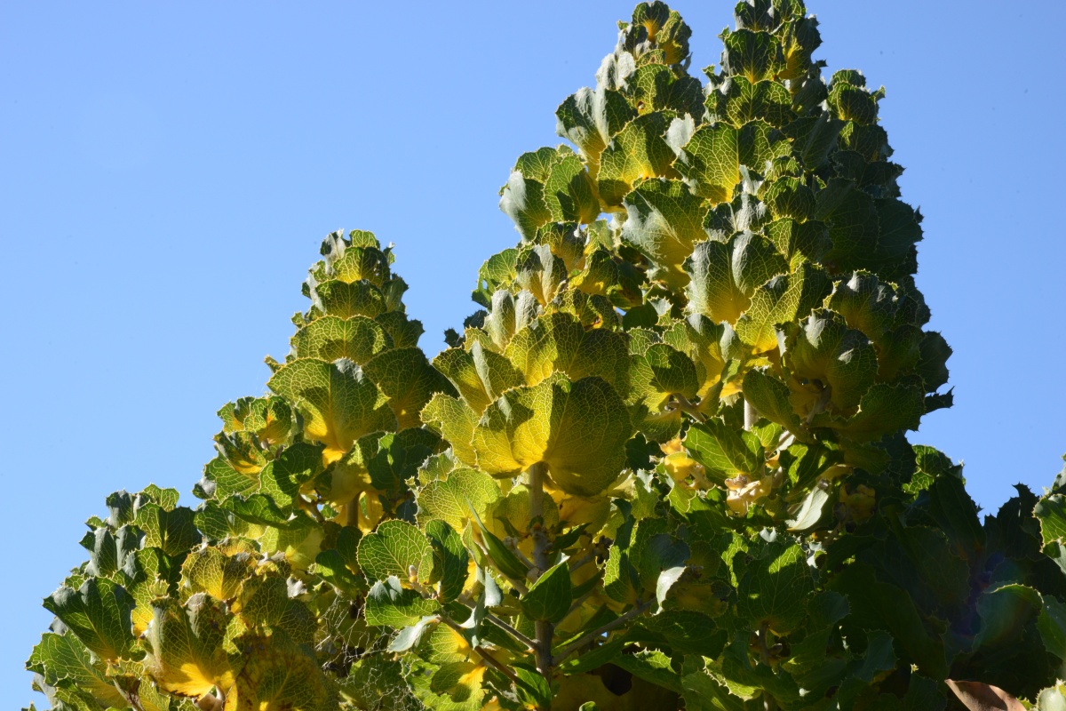 Hakea victoria. Photo - Dave Blumer (1)