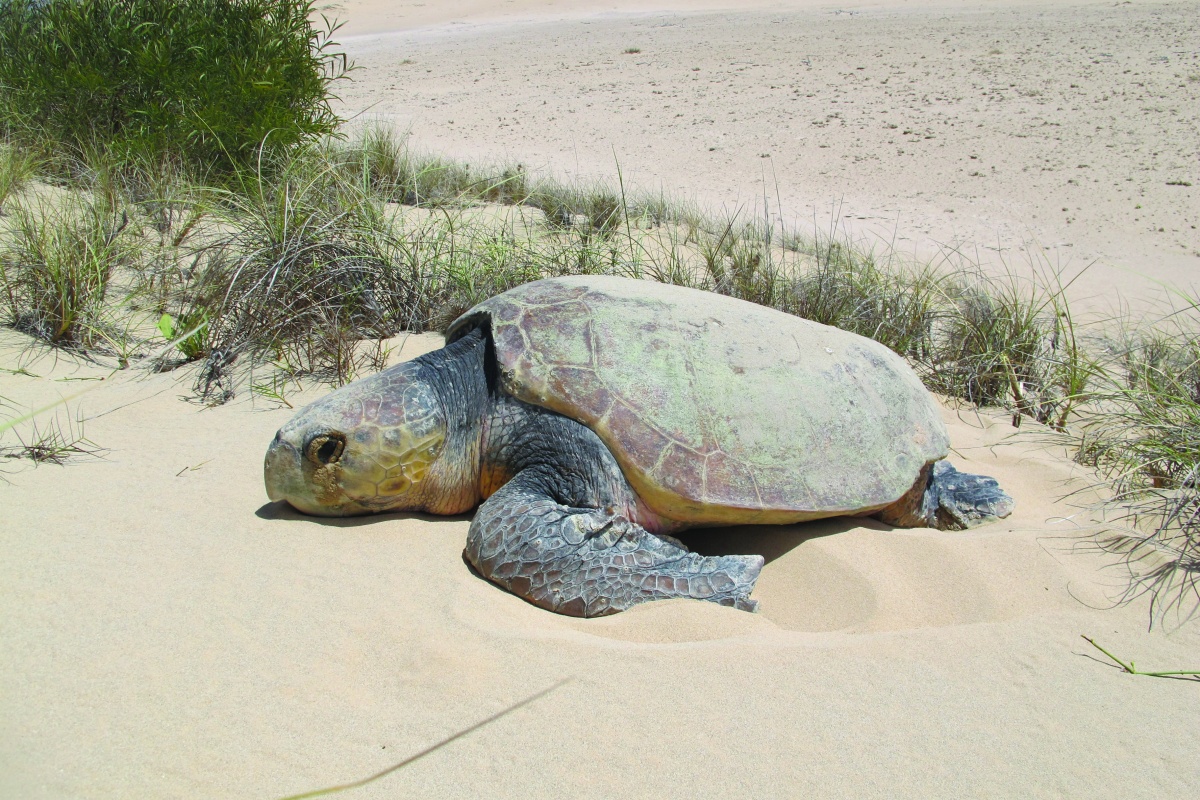 Loggerhead turtle. Photo - DBCA
