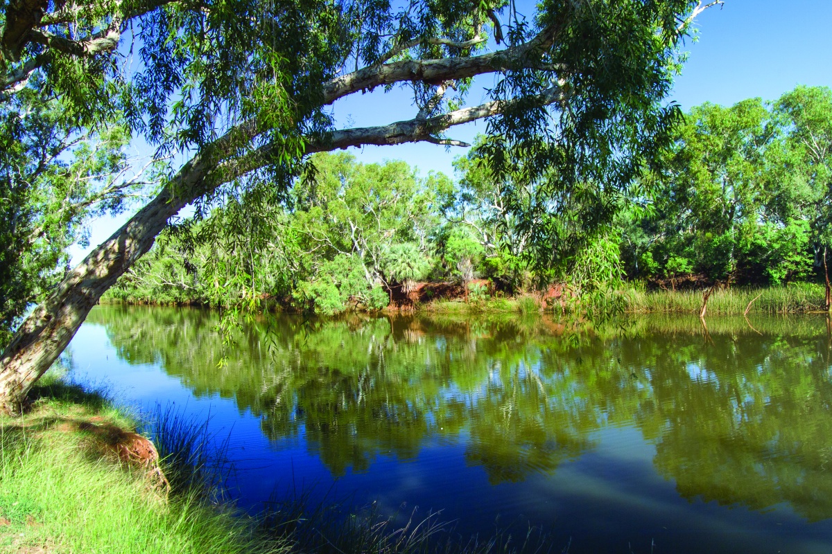 Palm Pool Millstream Chichester National Park. Photo -CliffWinfield