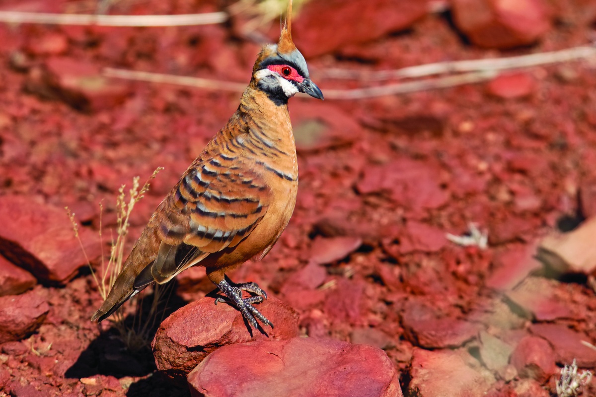 Spinifex pigeon Millstream Chichester National Park. Photo - Cliff Winfield