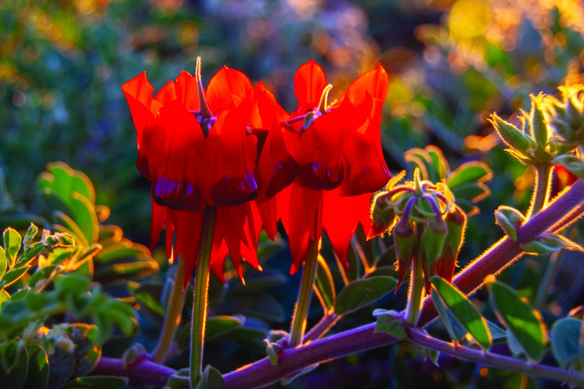 Sturts desert pea (Swainsona formosa) Millstream Chichester National Park. Photo - Cliff Winfield