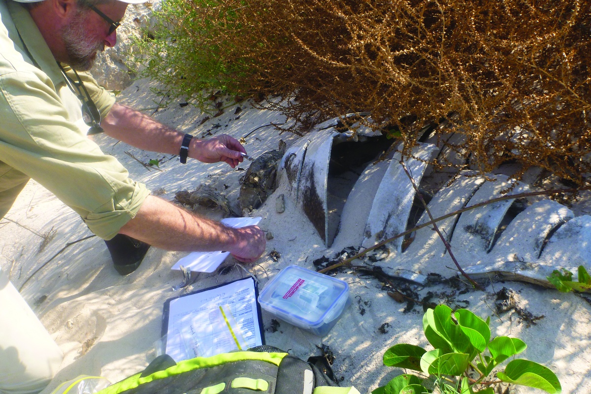 Tony collecting turtle genetic samples and bones in Camden Sound in 2014. Photo - Blair Bentley
