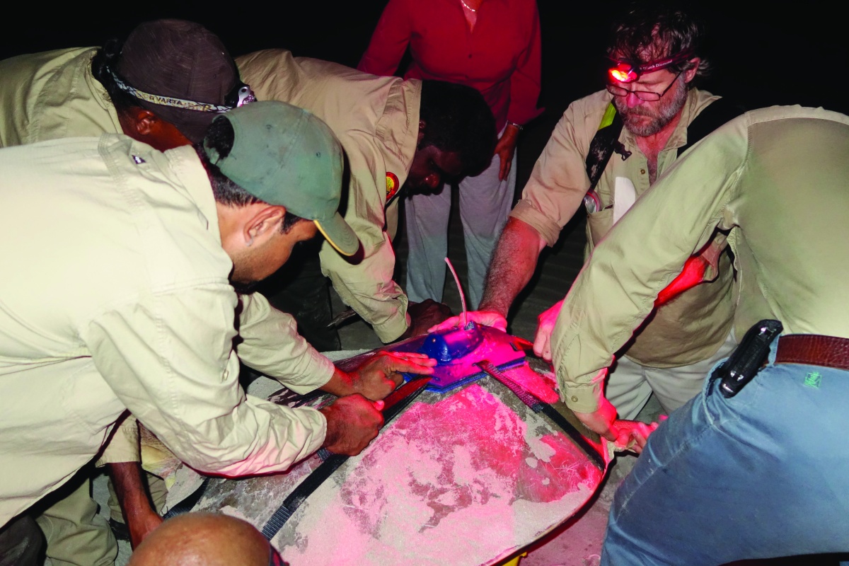 Tony Tucker applying a satellite tracking device to a flatback turtle with Karajarri and Nyagumarta Warrarn IPA Rangers at 80 Mile Beach. Photo - Erina Young