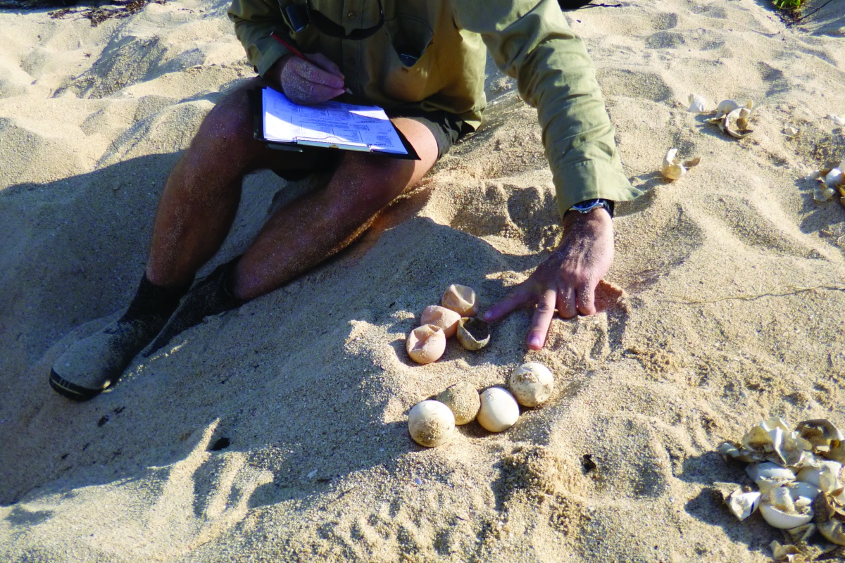 Turtle eggs on the sandy beach with Tony in the background recording the number