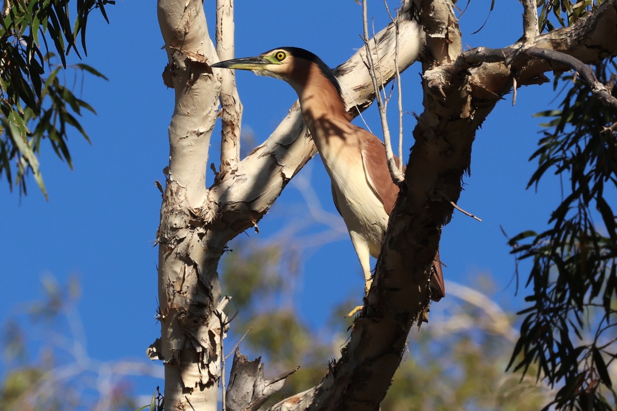 Heron - juluwarlu. Photo - DBCA