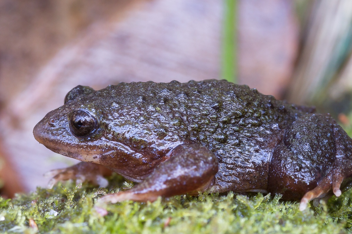 A close up of the white bellied frog. It's exterior is dark brown and reddish. It sits upon some green plants.