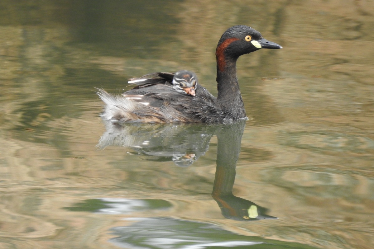 Australian grebe (Tachybaptus novaehollandiae) with baby on back, Sanctuary Lake. Photo – Rachel Green 