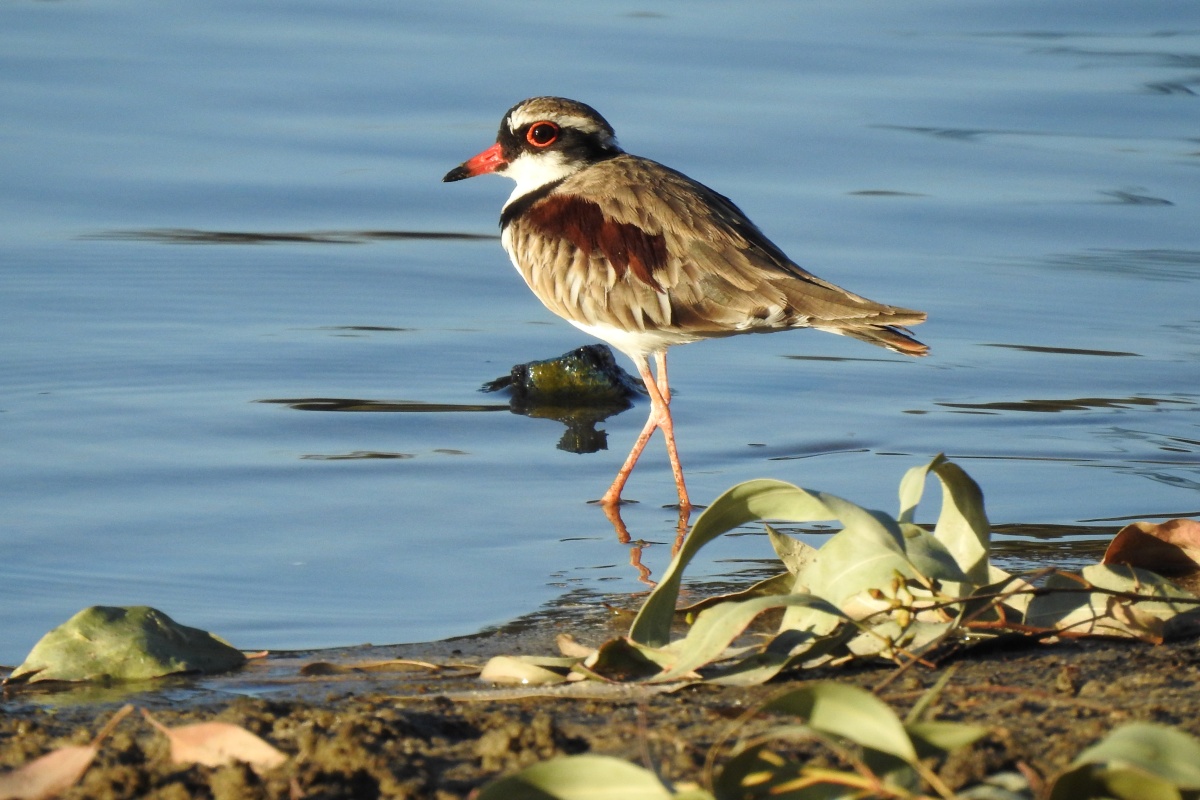 Black-fronted dotterel (Charadrius melanops), Broz Park, Helena Valley. Photo – Rachel Green