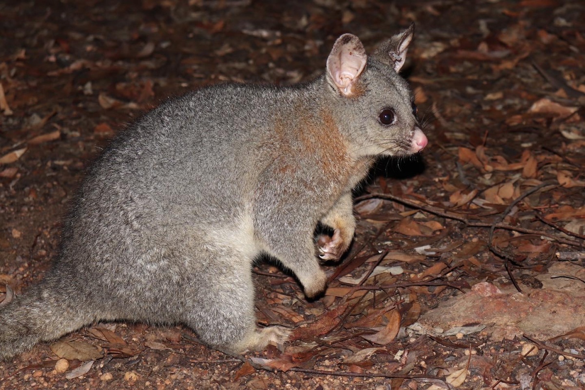 Brushtail possum ( Trichosurus vulpecula hypoleucus) in Dryandra. Photo Shelby Middleton