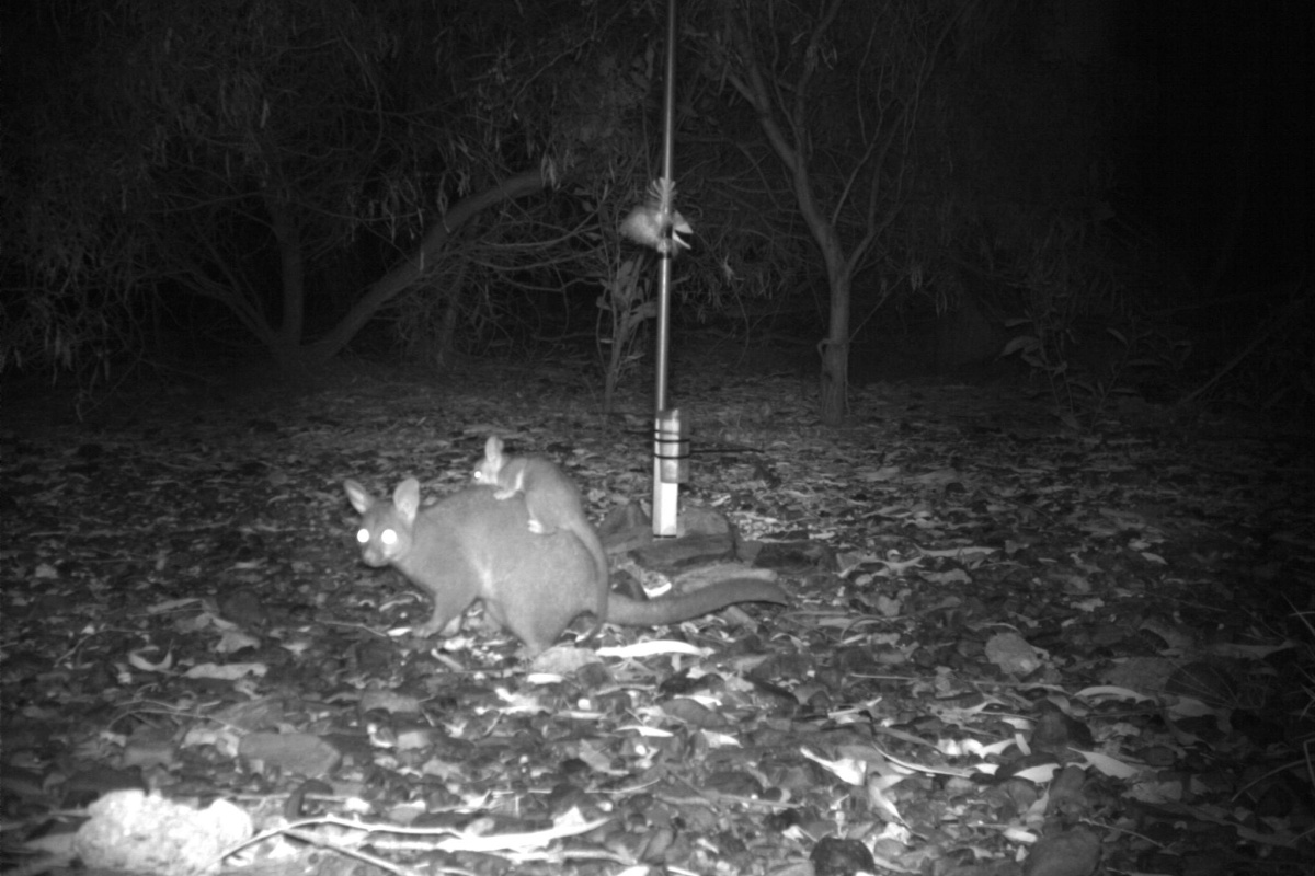 Common brushtail possum and baby (Trichosurus vulpecula vulpecula) captured with a remote camera trap. Photo Russell Palmer/DBCA 