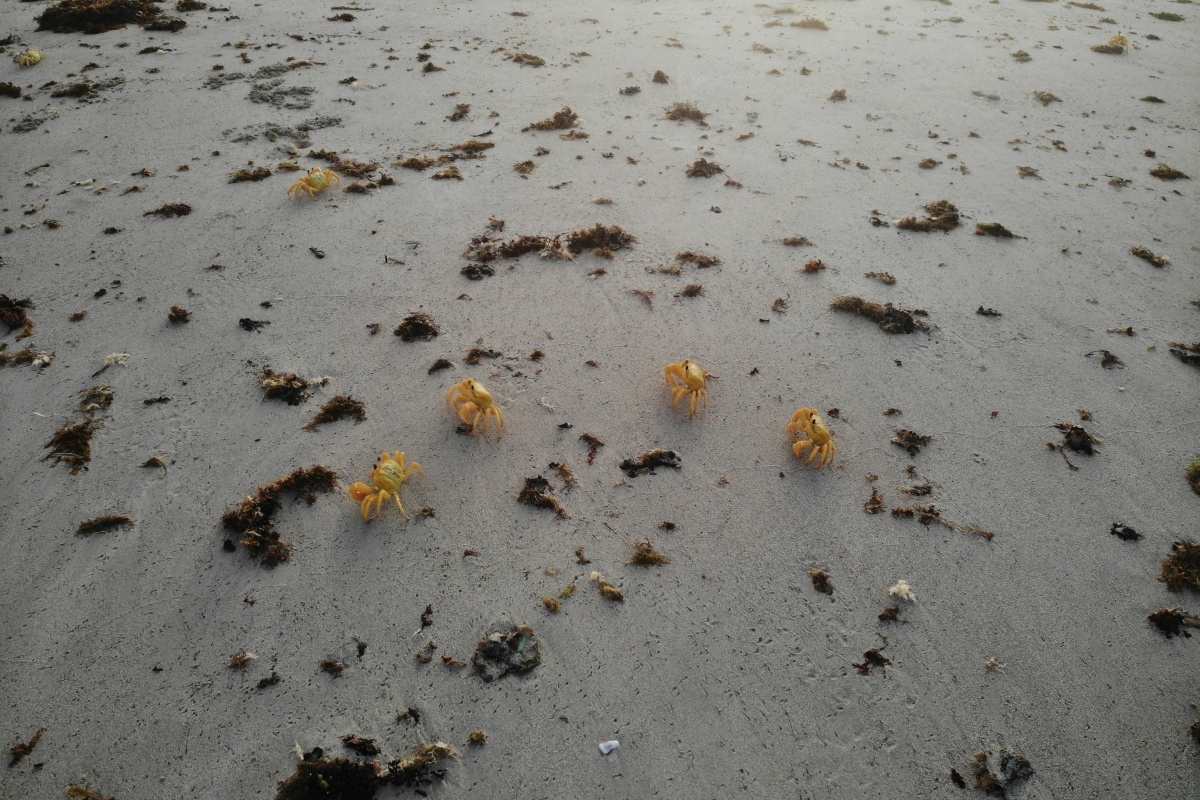 Five golden ghost crabs scuttle across the beach sand among seaweed.