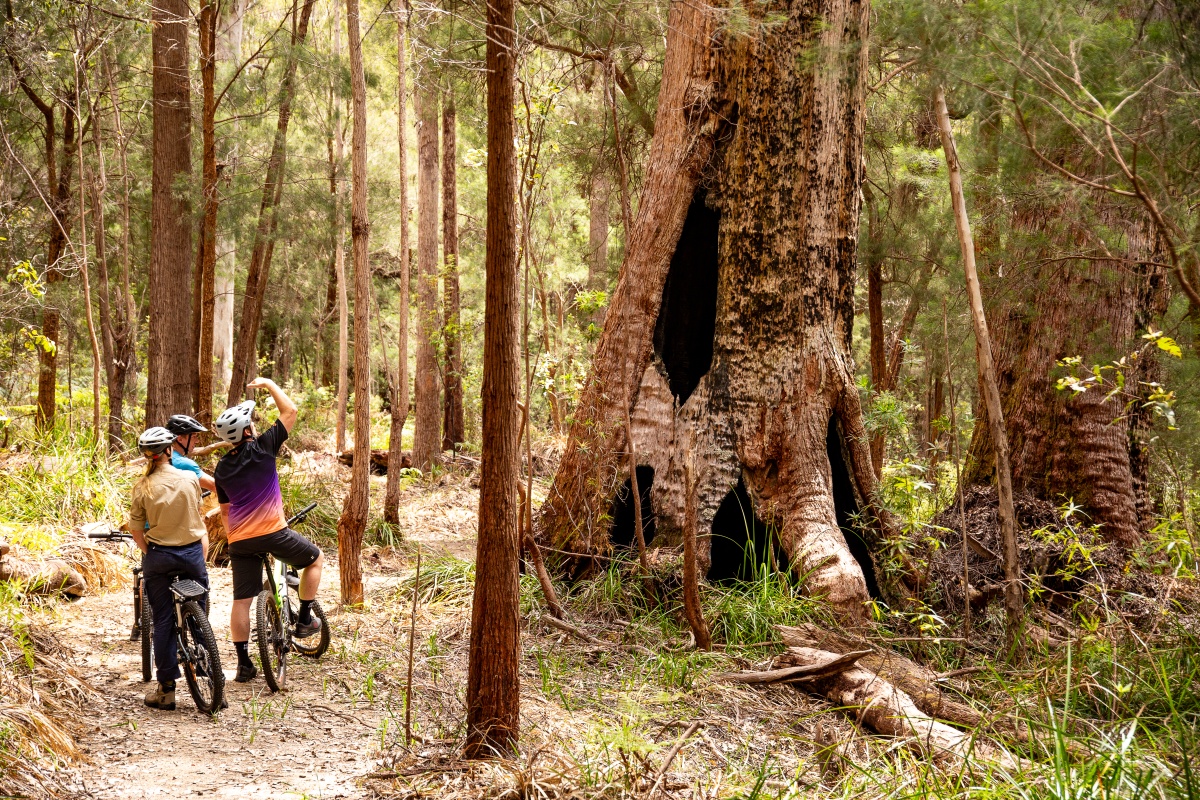 Three mountain bike riders look at a large tree in the forest.
