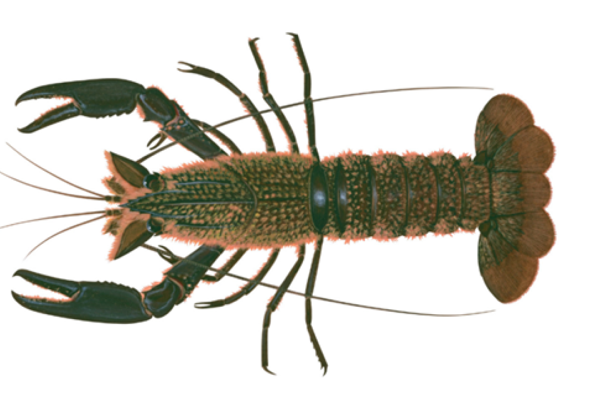 An illustration of the hair marron from a birds eye view. 