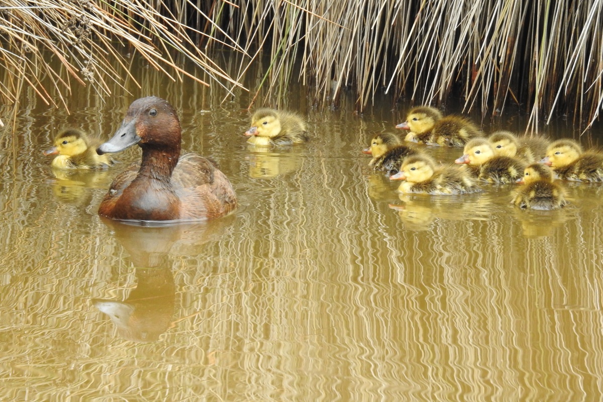Hardhead (Aythya australis) female with chicks, Baigup Wetland. Photo – Rachel Green