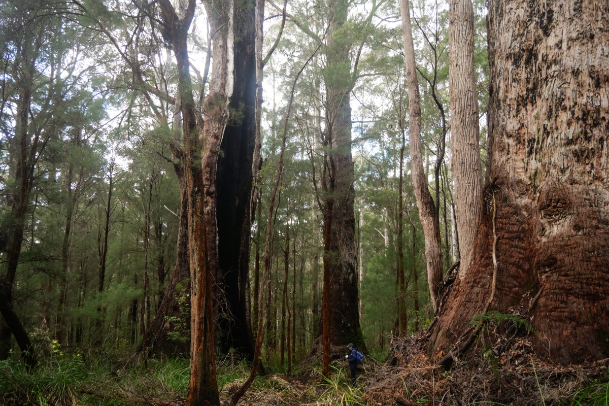 A bushwalker among the huge tingle trees in the forest. 