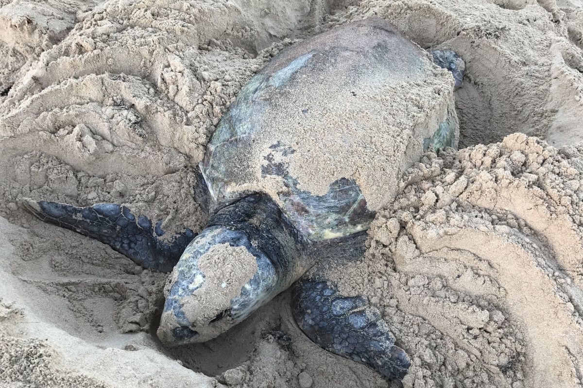 A female loggerhead turtle nests in the sand, using her flippers to dig the sand.