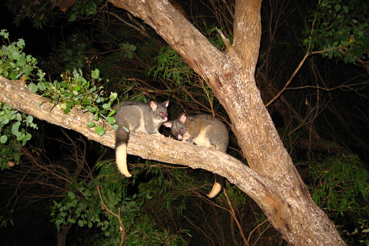 Koomal (Trichosurus vulpecula hypoleucus) at Waychinicup. Photo –Linette Umbrello