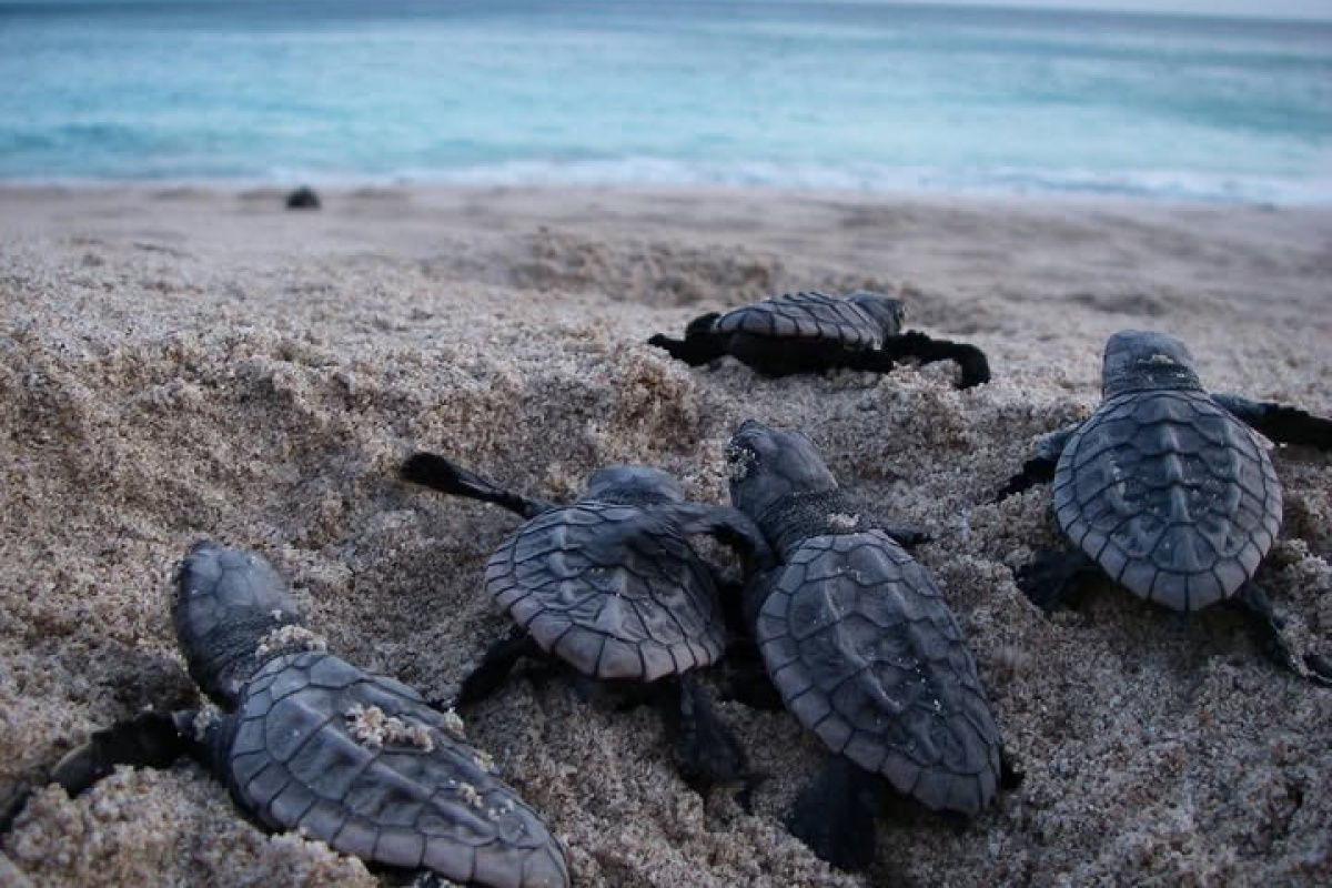 Five loggerhead turtle hatchlings emerge from the sand, with their dark grey carapaces.