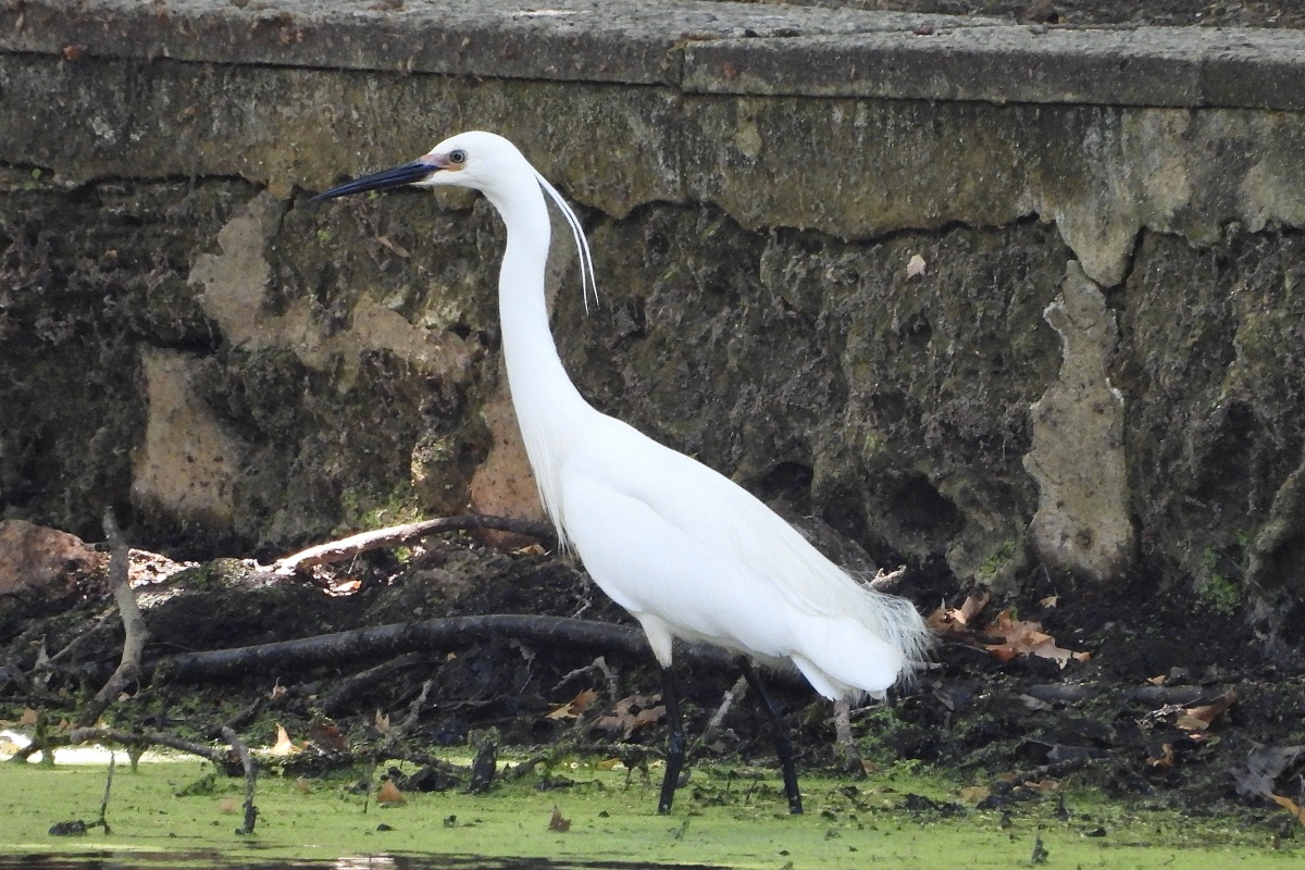 Little egret (Egretta garzetta), Hyde Park. Photo – Rachel Green
