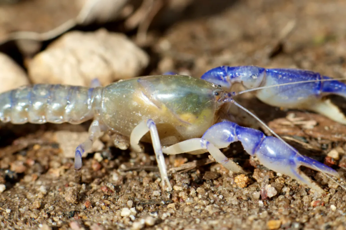 Closeup of the Margaret River burrowing crayfish. It has blue pincers and translucent body.