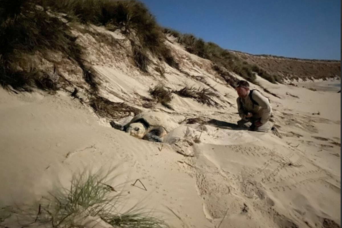 Casper is crouched by the dunes, watching a female loggerhead turtle building her nest.