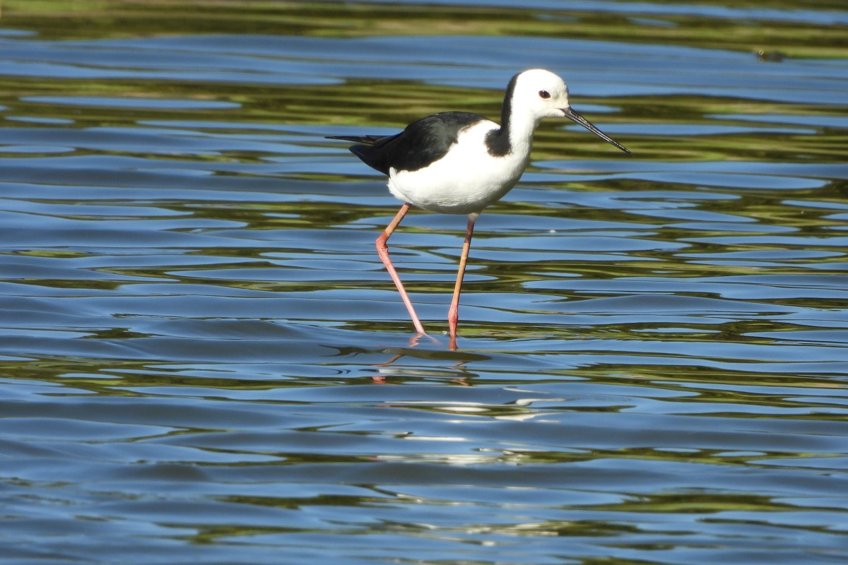 Pied stilt (Himantopus leucocephalus), Gillings Parade Wetlands, Wattle Grove. Photo – Rachel Green 