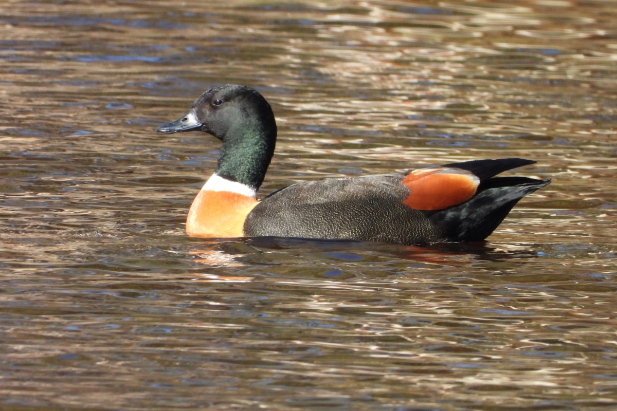 Shelduck (Tadorna tadornoides) male, Lake Claremont. Photo - Rachel Green 