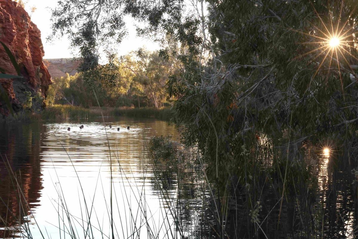 Swimming on Yindjibarndi Country. Photo – Juluwarlu 