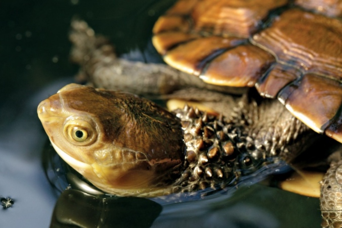 A close up of the western swamp tortoise, looking at the camera. Its skin is spiny and its carapace is light brown. 