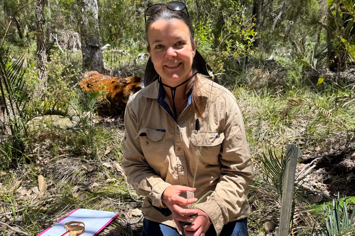 A female scientist kneels in the bush holding an orchid she is about to translocate