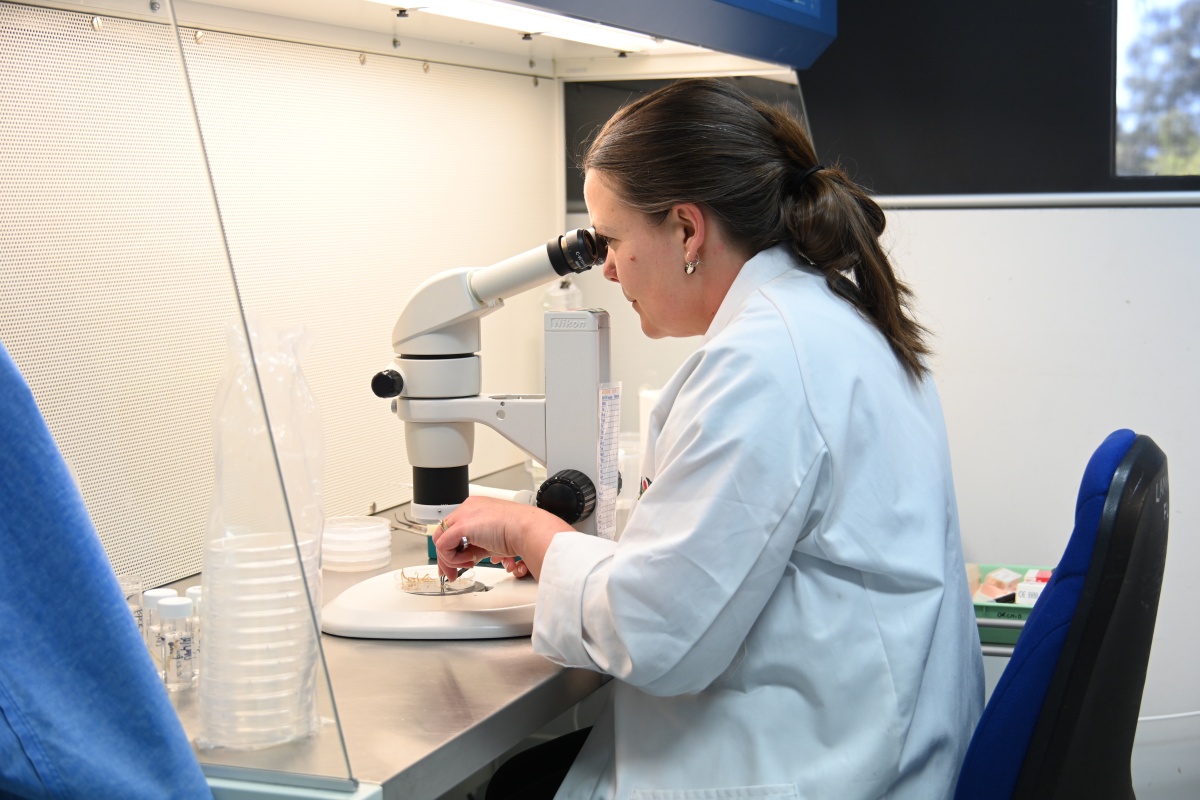 A female scientist with a white coat looks at a sample under a microscope in the lab
