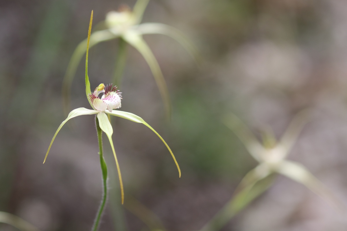 A close up of a white orchid with purple stamens