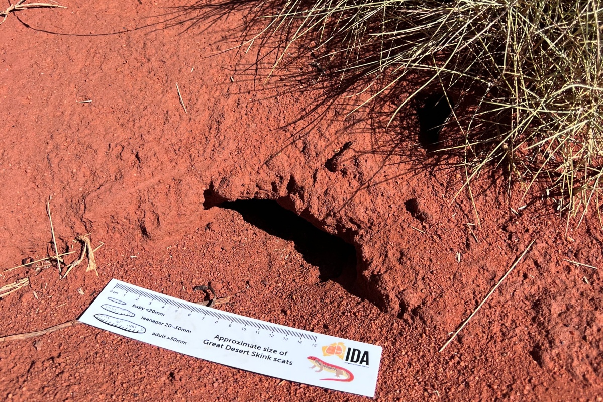 A ruler on the desert sand measures a skink scat