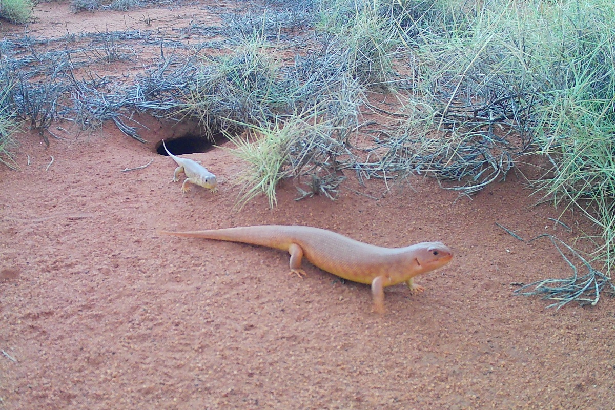 Two great desert skinks exiting their burrow