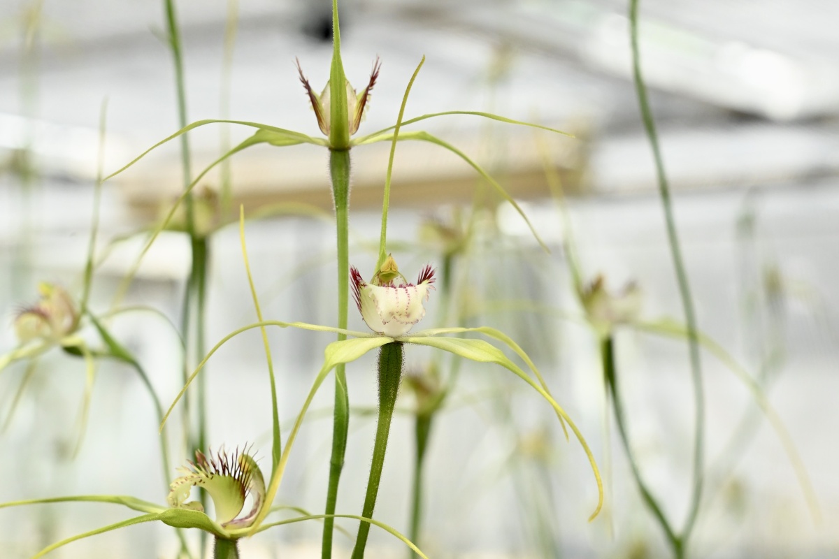 An orchid with many flowers grows tall in a greenhouse