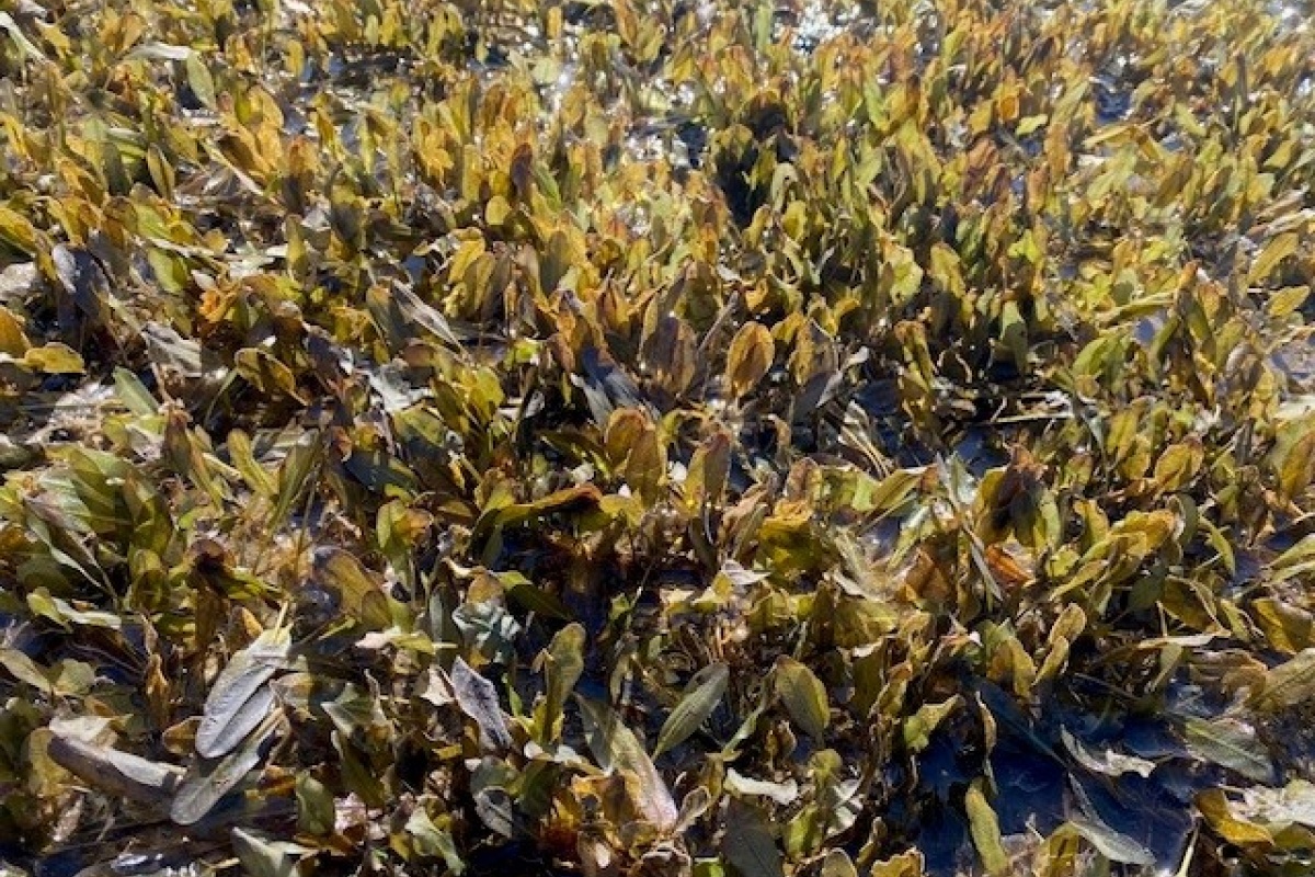 Seagrass (Halophila ovalis) in the Swan-Canning Estuary. Photo by Jordan White