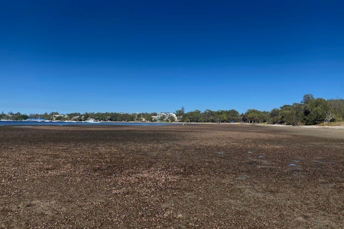 DBCA volunteer Jordan White attended the Pelican Point site in January 2024 and was shocked by the vast area of exposed meadow and the magnitude of dead or dying seagrass along the shore. Photo – Jordan White 
