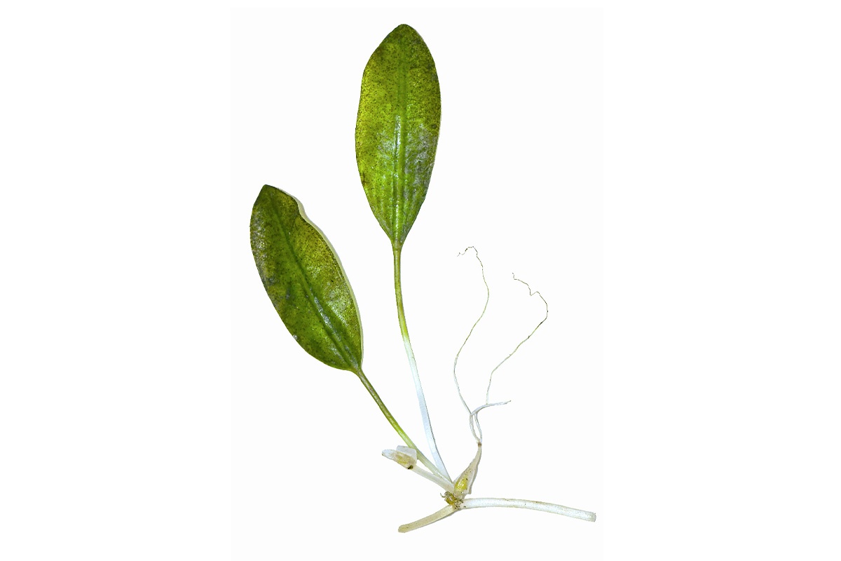 Single Halophila ovalis node with leaf pair, rhizome, female flower and branching apices. Photo – Miles Brotherson DBCA
