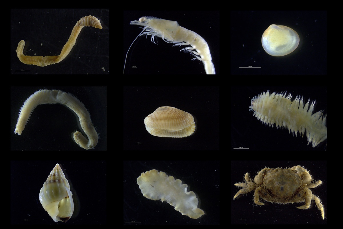 Some of the invertebrates that occupy seagrass communities in the Swan-Canning Estuary Marine Park. Photo – Emily Stout and Ruth Lim