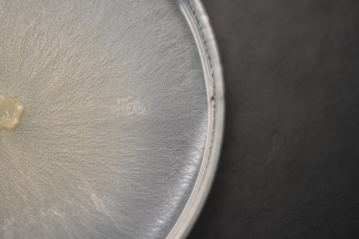 A close up of a petri dish growing white fungus