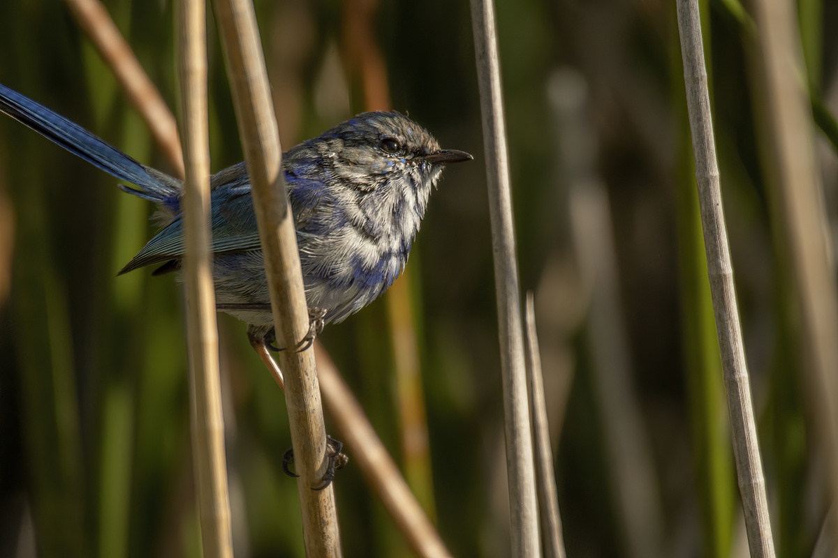 A small white, brown and blue fairy wren balances on a reed in the wetlands