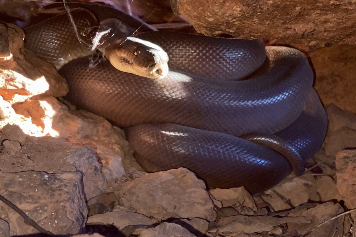 A brown pilbara olive python coiled on some rocks, illuminated by the sun