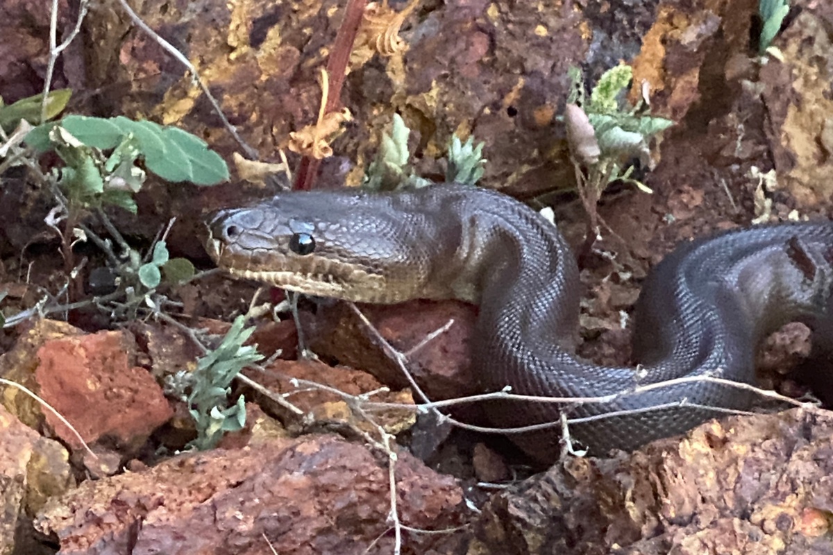 Pilbara Olive Python. Photo - DBCA