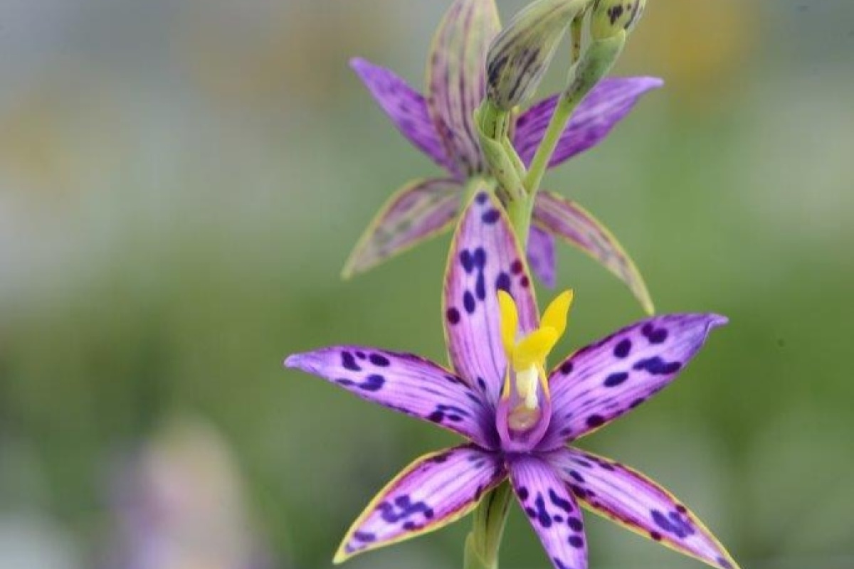 A close up of a purple orchid with dark purple spots and a yellow stamen