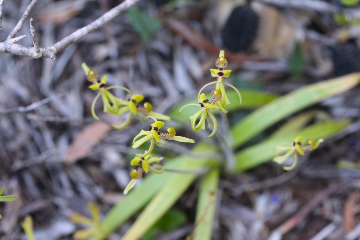 A close up of a green orchid