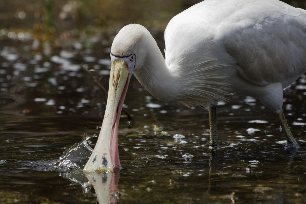 A yellow-spooned spoonbill dips its beak into the water