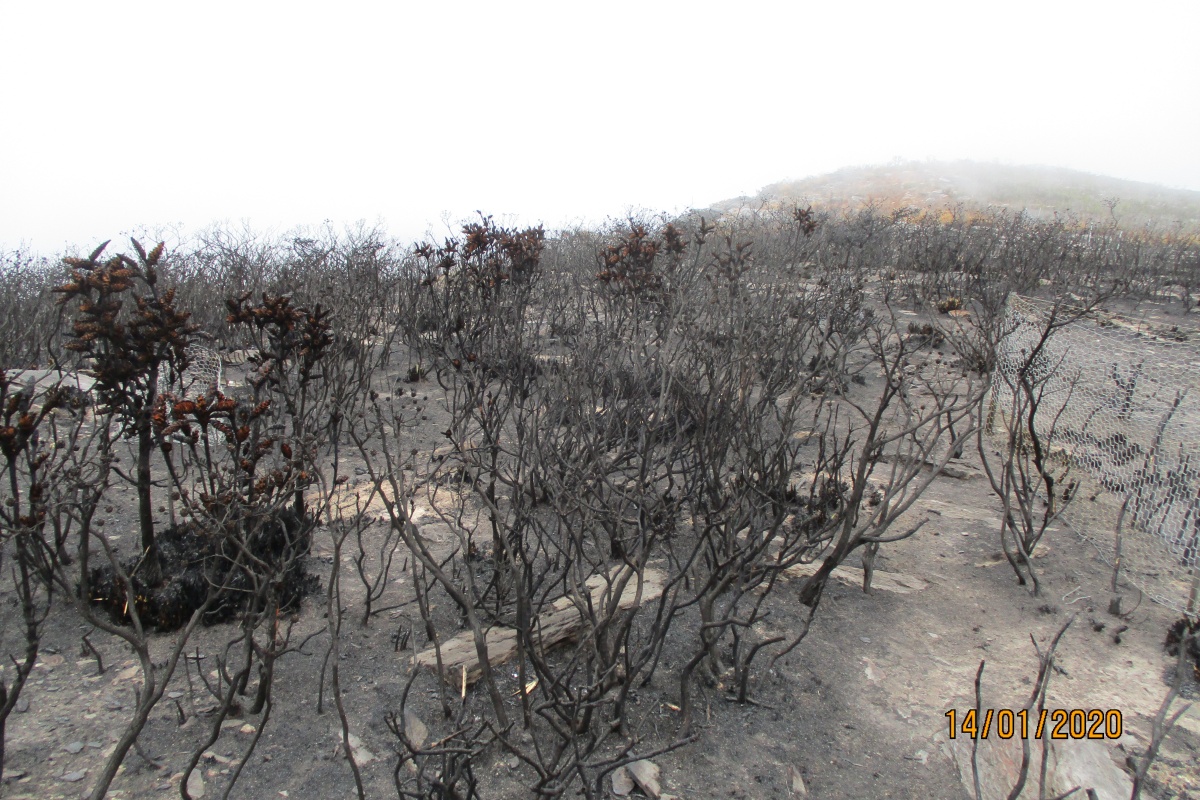 Dead plants impacted by bushfire