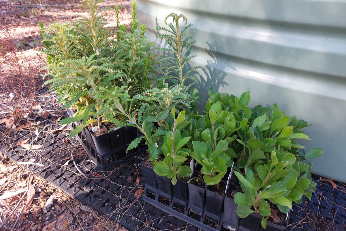 Seedlings on the ground ready to be planted