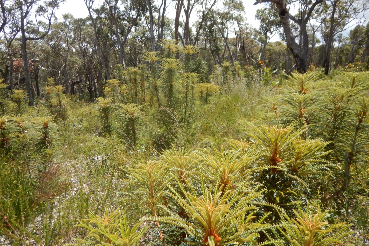 A forest with banksia throughout