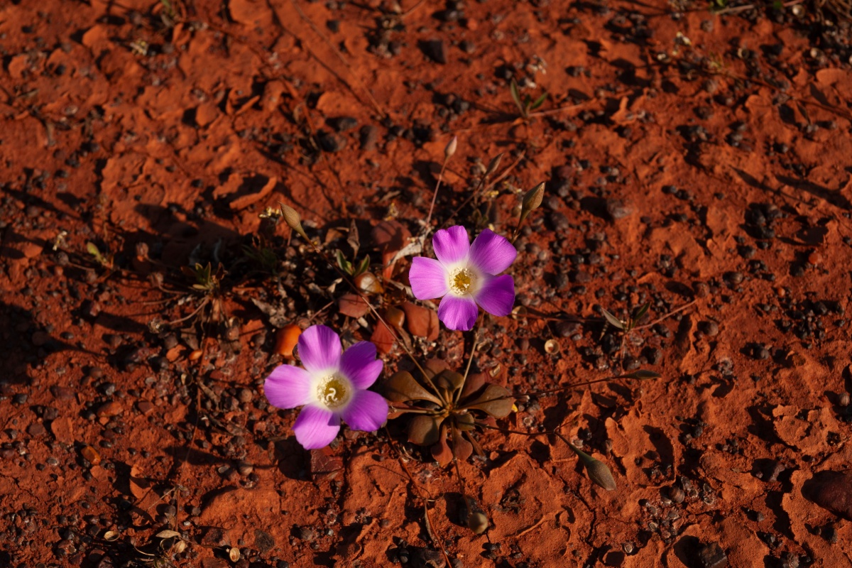 Calandrinia schistorhiza